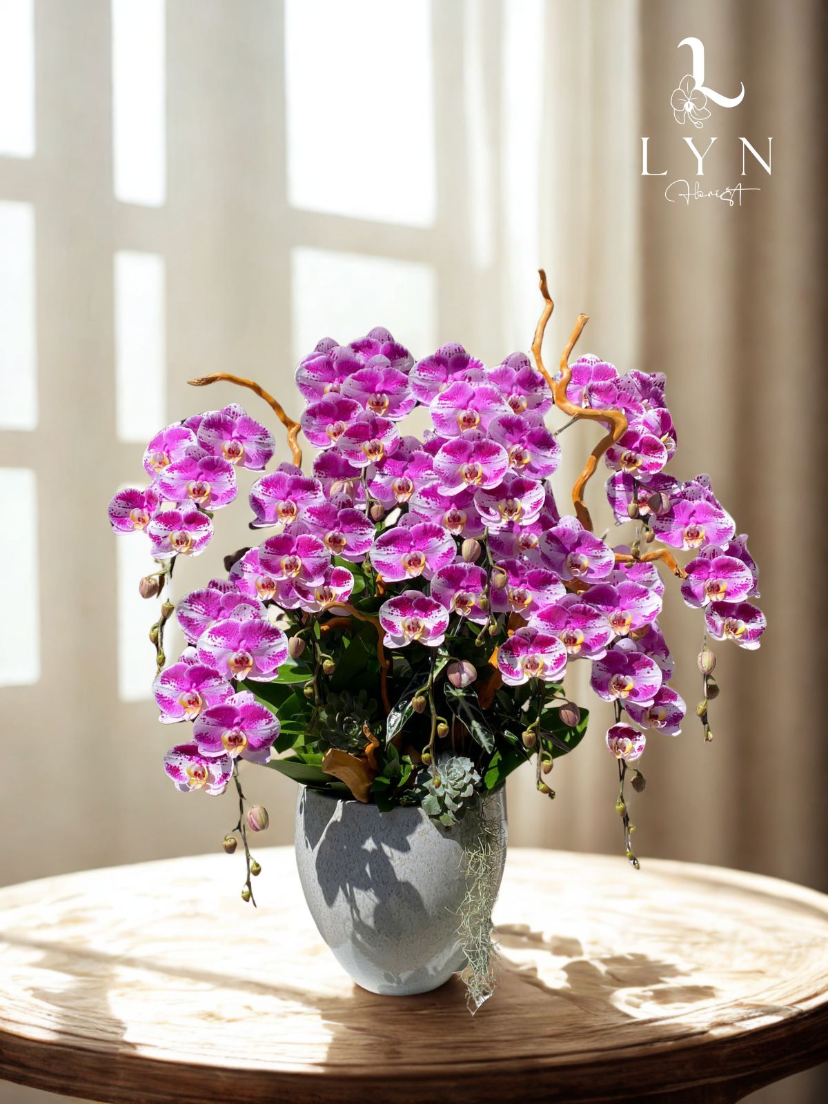 Chậu Hoa Lan Hồng Chấm Bi VIP